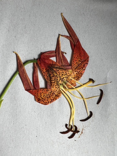 Lilium pyrophilum, photograph 5