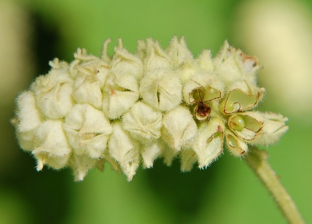 Varronia tomentosa