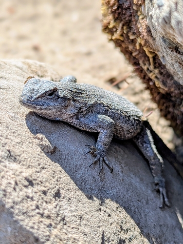 iNaturalist observation photo of Western Fence Lizard