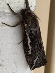 Abantiades argentata