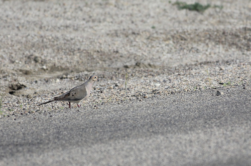 Mourning Dove