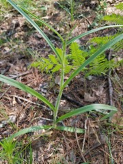 Tradescantia reverchonii