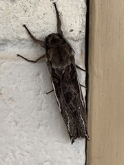 Abantiades argentata