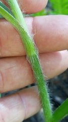 Tradescantia reverchonii