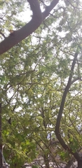 Vachellia pennatula