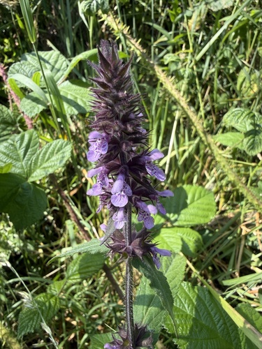 Marsh Woundwort