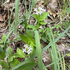 Houstonia purpurea, photograph (c) Anne Parker, some rights reserved (CC BY)