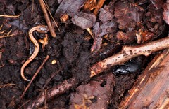 Pterostichus stygicus