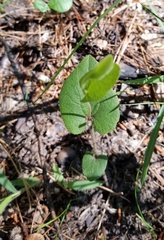 Aristolochia reticulata