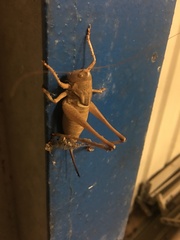 Pediodectes haldemanii