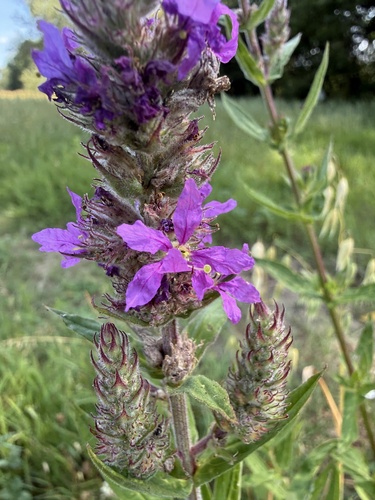 purple loosestrife