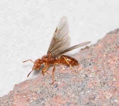 Lasius interjectus