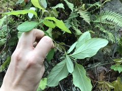 Lonicera sempervirens