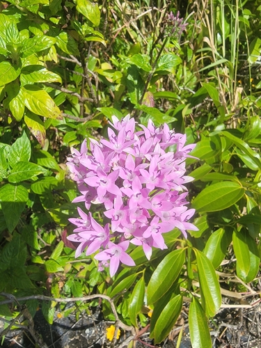 Pentas, 2026-07-19