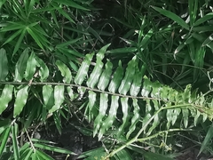 Nephrolepis biserrata