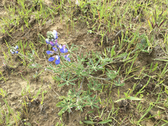 Lupinus pusillus pusillus