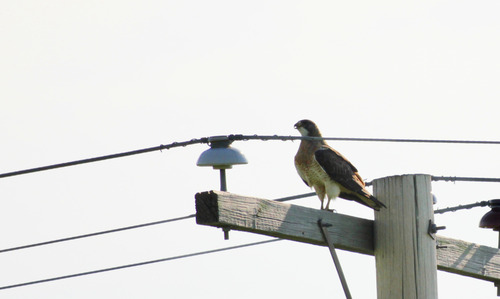 Swainson's Hawk