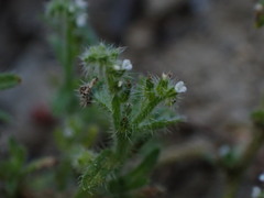 Cryptantha microstachys