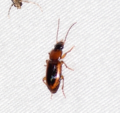Stenolophus dissimilis