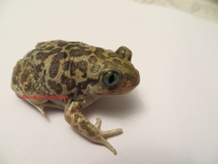 Syrian Spadefoot photo 3