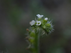 Cryptantha microstachys