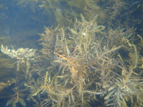 Carpophyllum flexuosum observed 2026-07-19