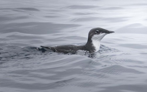 Scripps's Murrelet (Synthliboramphus scrippsi), photo 3