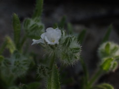 Cryptantha microstachys