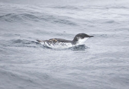Scripps's Murrelet (Synthliboramphus scrippsi), photo 4