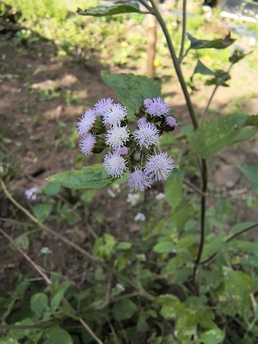 billygoat weed