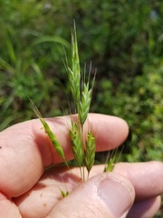 Bromus secalinus