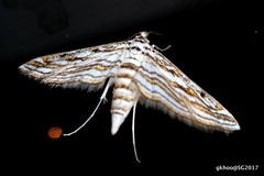 Parapoynx fluctuosalis