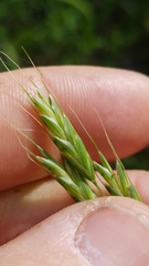 Bromus secalinus