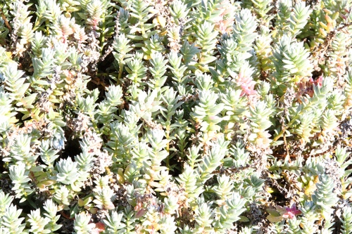 Chenolea diffusa, photograph 5