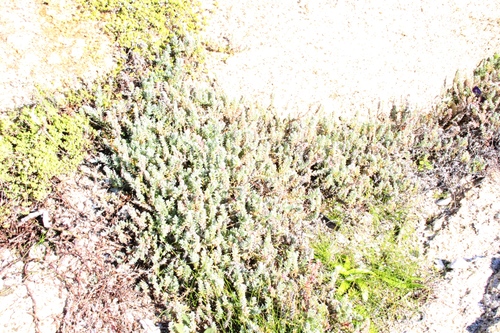 Chenolea diffusa, photograph 4