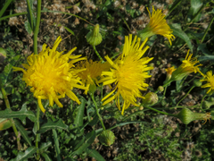 Crepis runcinata hallii