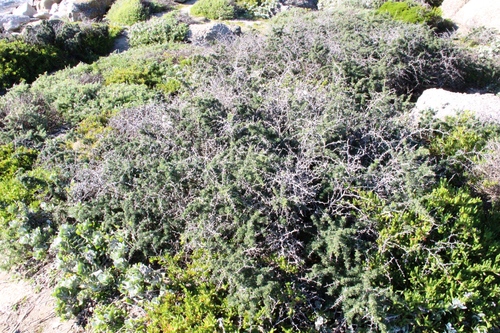Asparagus capensis