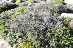 Asparagus capensis