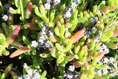 Ruschia macowanii, photograph (c) Tony Rebelo, some rights reserved (CC BY-SA)