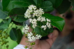 Ehretia tinifolia