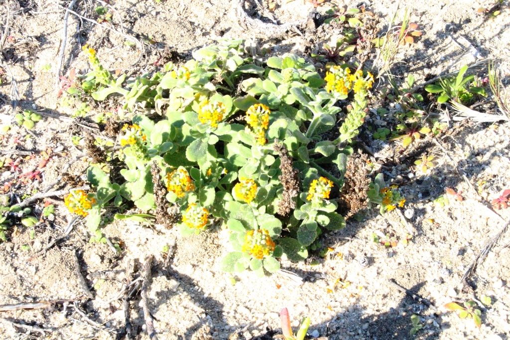 Manulea tomentosa; photograph (c) Tony Rebelo, some rights reserved (CC BY-SA)