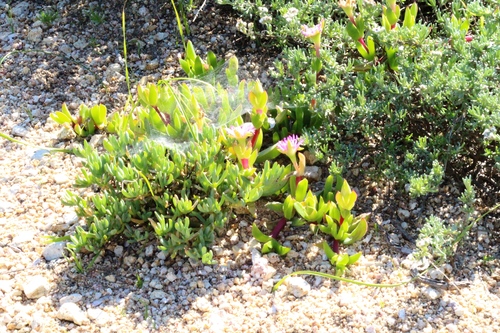 Ruschia rubricaulis, photograph 2