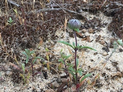 Monardella sinuata nigrescens