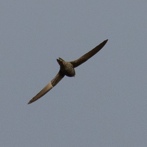 iNaturalist image