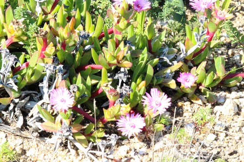 Ruschia rubricaulis, photograph 1