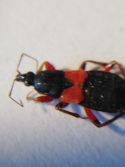 Prostemma aeneicolle