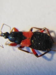 Prostemma aeneicolle