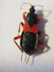 Prostemma aeneicolle