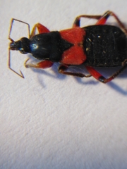 Prostemma aeneicolle