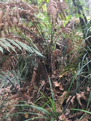 Dicksonia squarrosa
